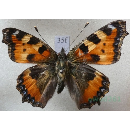Aglais urticae (Linnaeus, 1758) Rusałka pokrzywnik Czech35f